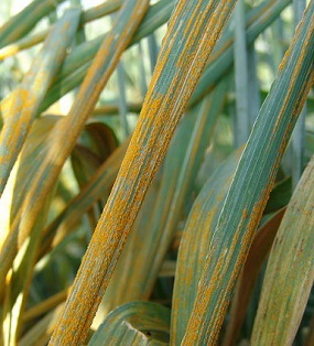 Wheat stripe rust destroyed 40% of wheat crops in West Asia in 2010